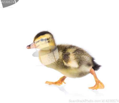 Image of Cute little duckling