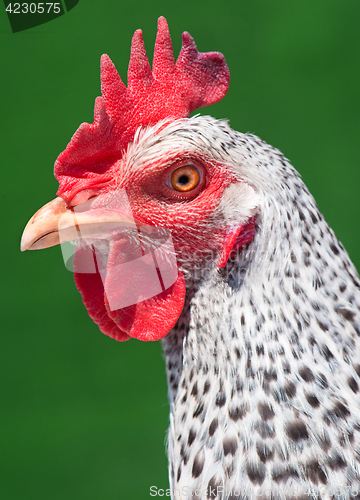 Image of Head white hen on green 