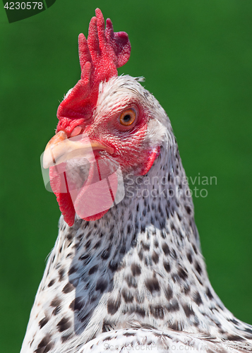 Image of Head white hen on green 