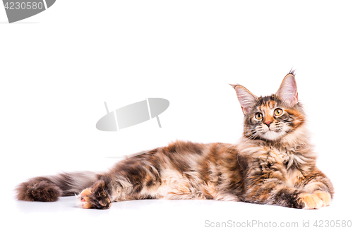 Image of Maine Coon kitten