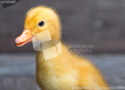 Image of Cute newborn duckling