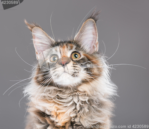 Image of Portrait of Maine Coon kitten