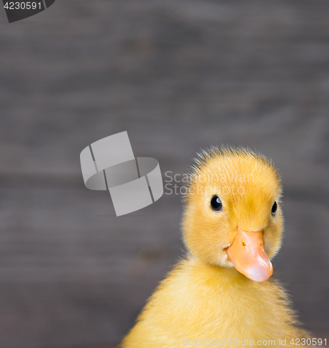 Image of Cute newborn duckling