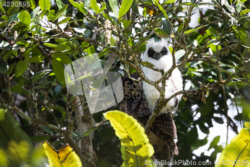 Image of Madagascar bird Long-eared Owl (Asio madagascariensis)