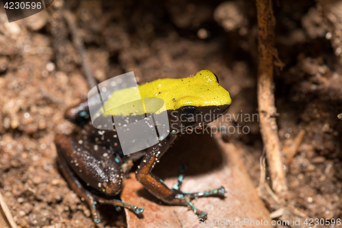 Image of black and yellow frog Climbing Mantella, Madagascar