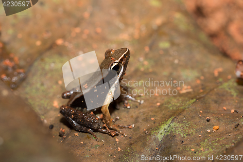Image of Beautiful small frog brown mantella Madagascar