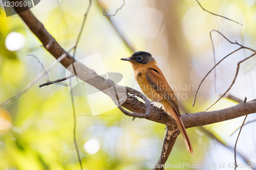 Image of Madagascar bird Paradise-flycatcher, Terpsiphone mutata