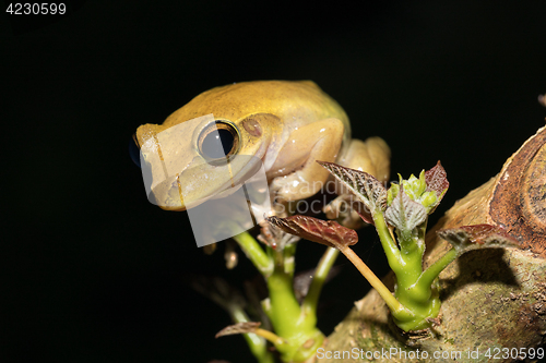 Image of Beautiful small frog Boophis rhodoscelis Madagascar