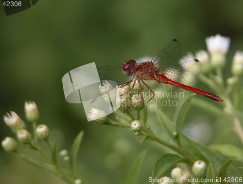 Image of Red dragonfly on white flower