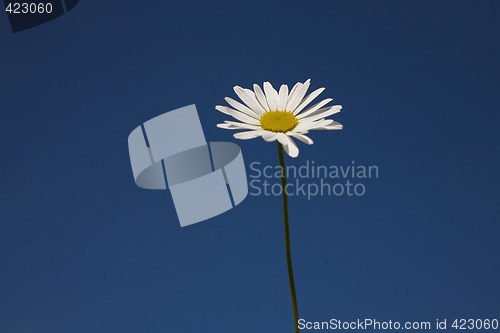Image of flower