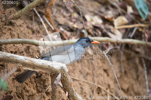 Image of Malagasy bulbul (Hypsipetes madagascariensis) madagascar