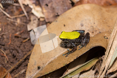 Image of black and yellow frog Climbing Mantella, Madagascar