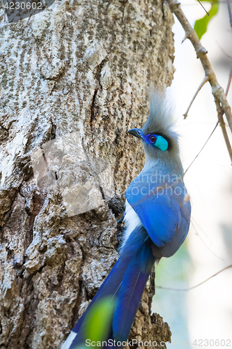 Image of Crested coua bird (Coua cristata) Madagascar