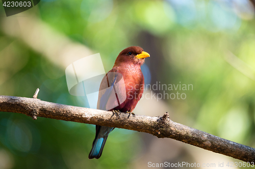 Image of Bird Broad-billed Roller (Eurystomus glaucurus) Madagascar