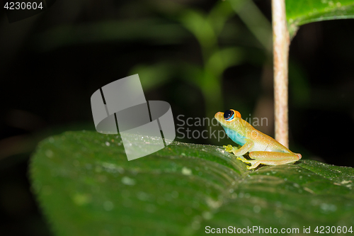 Image of Green bright-eyed frog,  Andasibe Madagascar