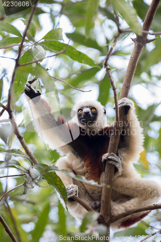 Image of Coquerel\'s sifaka (Propithecus coquereli) Madagascar