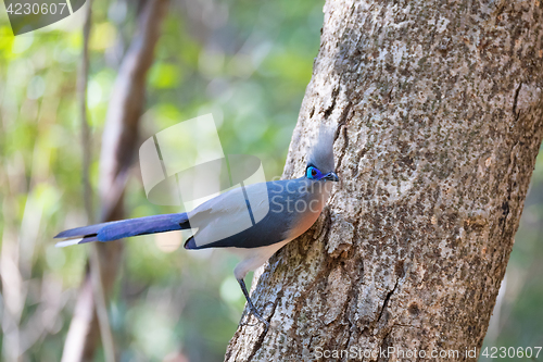 Image of Crested coua bird (Coua cristata) Madagascar