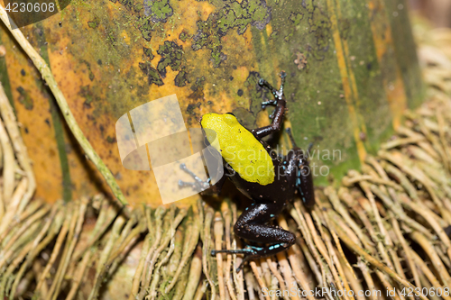 Image of black and yellow frog Climbing Mantella, Madagascar