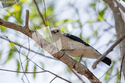 Image of Endemic bird white-headed vanga Madagascar