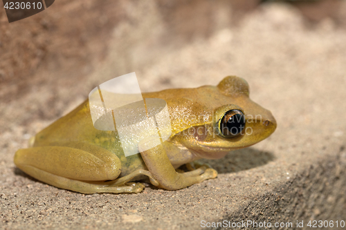 Image of Beautiful small frog Boophis rhodoscelis Madagascar