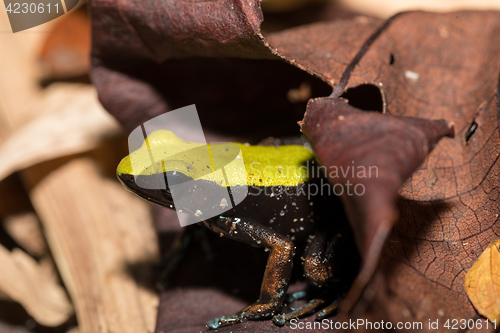 Image of black and yellow frog Climbing Mantella, Madagascar