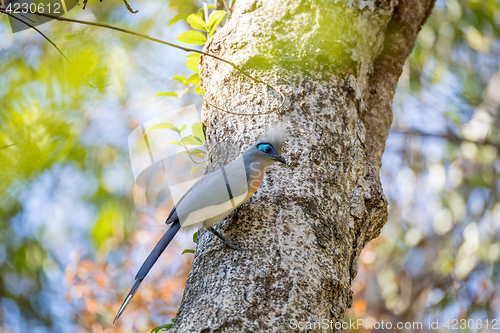 Image of Crested coua bird (Coua cristata) Madagascar