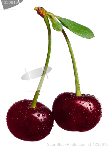 Image of Two sweet cherries with water drops