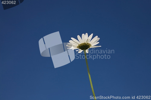 Image of flower