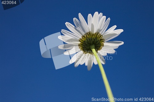 Image of flower