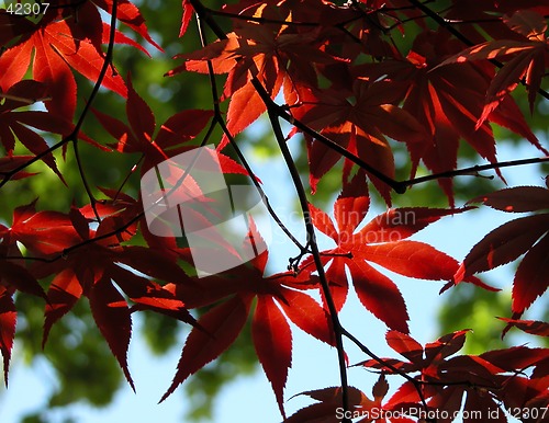 Image of Red leaves on blu sky