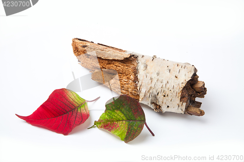 Image of Leaf