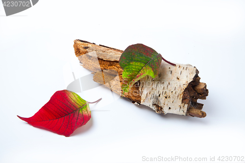 Image of Leaf