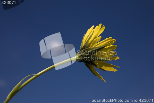 Image of flower