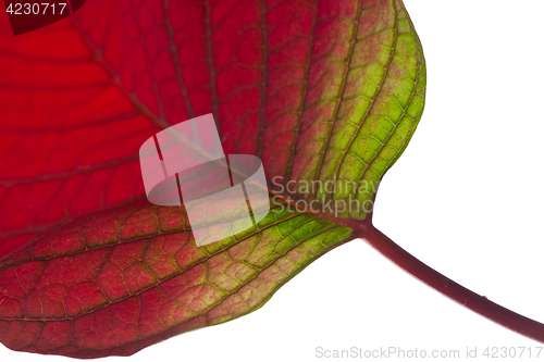Image of Leaf
