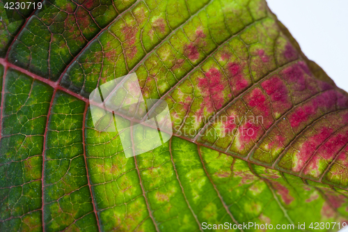 Image of Leaf