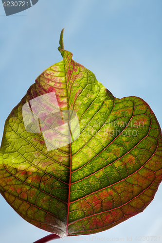 Image of Leaf
