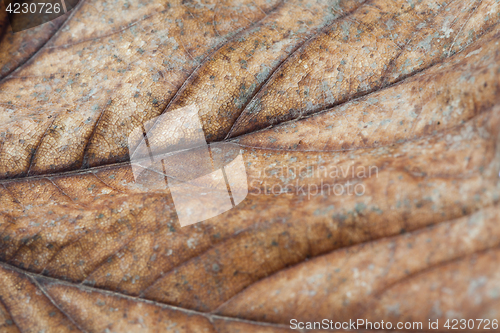 Image of Leaf