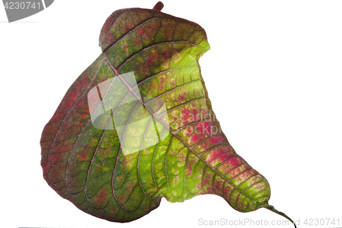 Image of Leaf