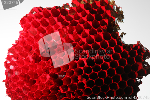 Image of honeycomb