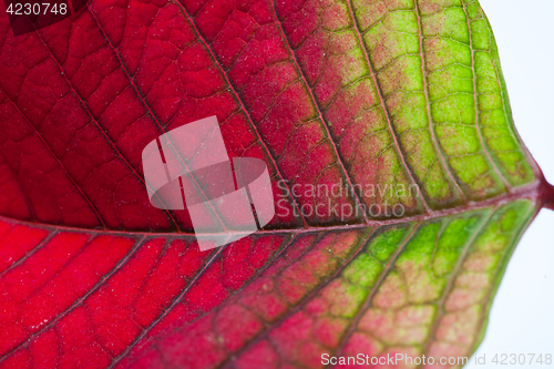 Image of Leaf