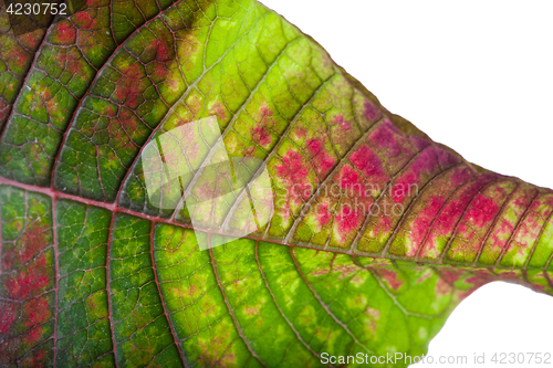 Image of Leaf