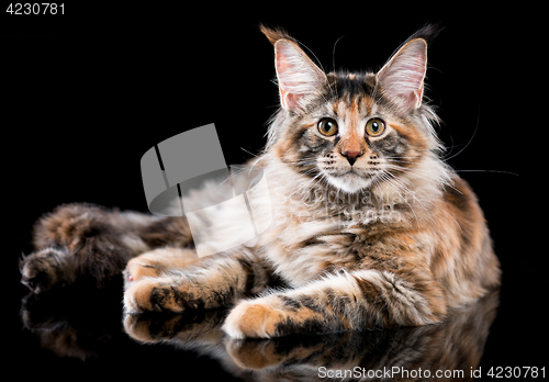 Image of Portrait of Maine Coon kitten