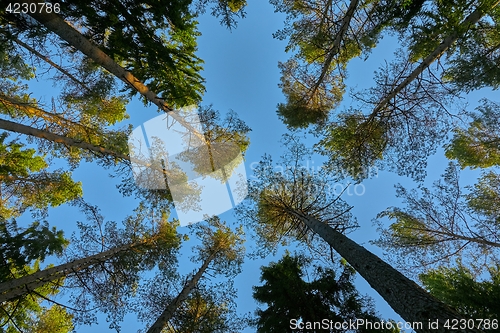 Image of Tall pine trees