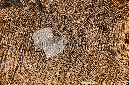 Image of Tree trunk texture