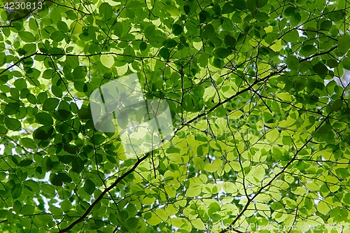 Image of Fresh Green Leaves