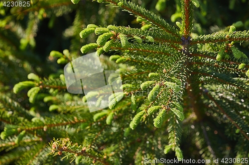 Image of Pine Tree Closeup