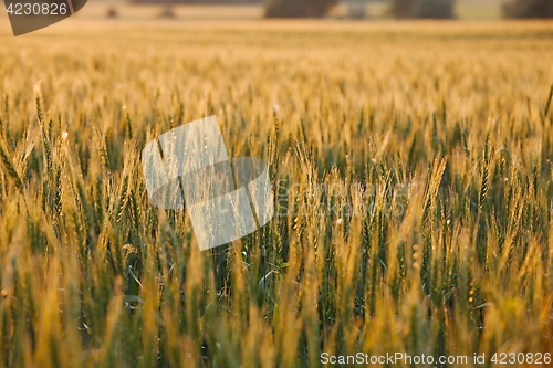 Image of Wheat field detail