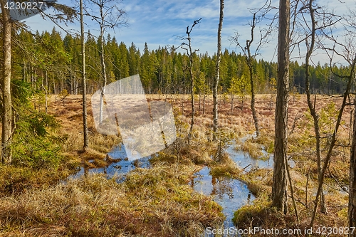 Image of Swamps in Finland