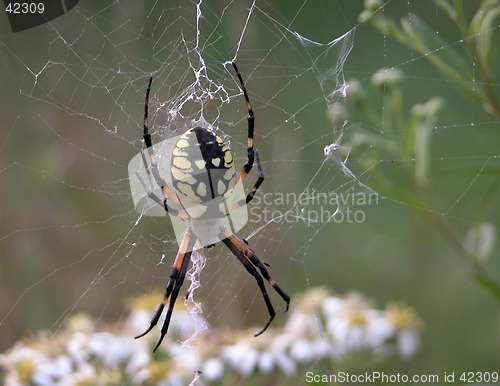 Image of Spider
