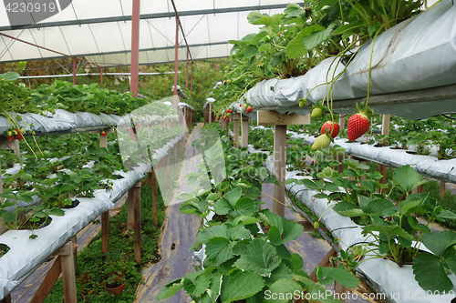 Image of Fresh strawberries that are grown in greenhouses